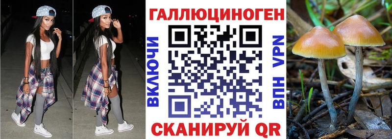 Псилоцибиновые грибы Psilocybe Купить где Грязи